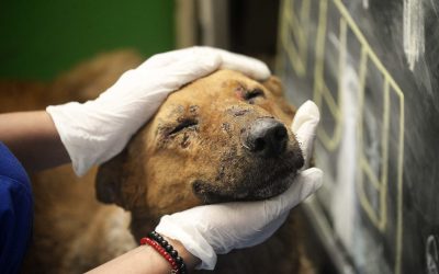 Municipalidad retomará atenciones veterinarias y esterilizaciones