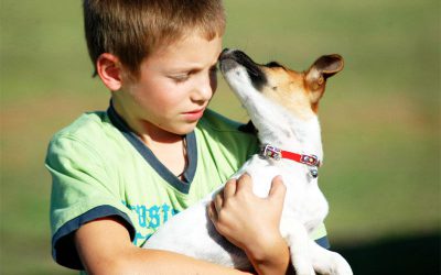 Municipalidad iniciará charlas online para el cuidado de mascotas