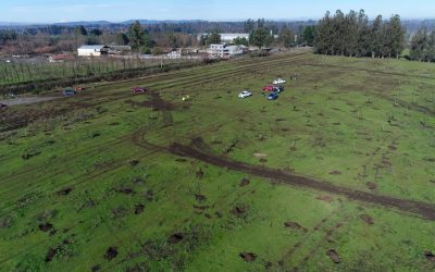 Municipalidad inicia construcción de gran bosque natural en el sector sur de Los Ángeles