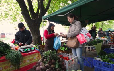 CIENTOS DE PRODUCTORES PRODESAL BENEFICIADOS CON FONDO INDAP