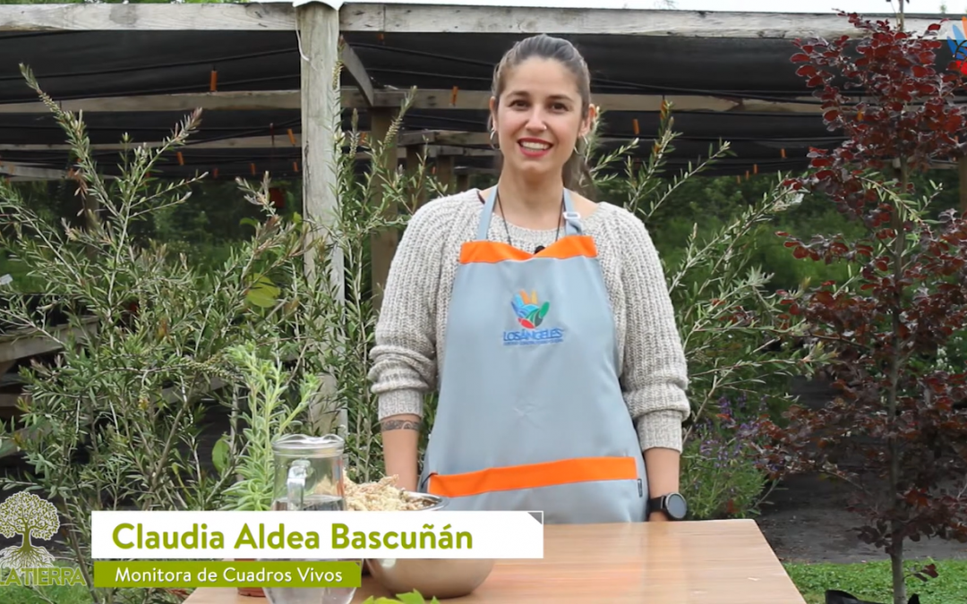 ¿Cómo hacer un kokedama clásico?: Ve el nuevo tutorial de Cemujer online