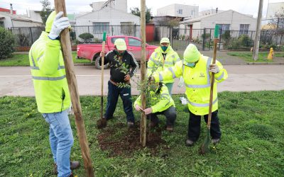 Municipalidad inició plantación de bosquetes urbanos