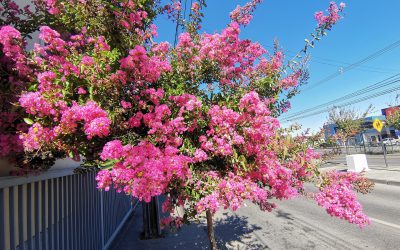 Municipalidad inicia plan de reposición de crespones en avenidas de Los Ángeles