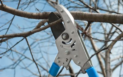 Municipio adjudica obras de poda de árboles para temporada 2021