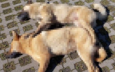 Municipalidad realizará querella criminal por matanza de perros