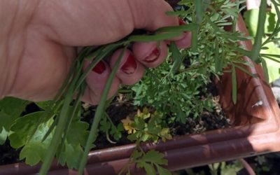 “Mi maceta favorita” del CESFAM Nuevo Horizonte premió a sus ganadores