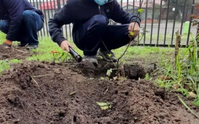 Comunidad escolar realiza plantación de especies nativas e introducidas
