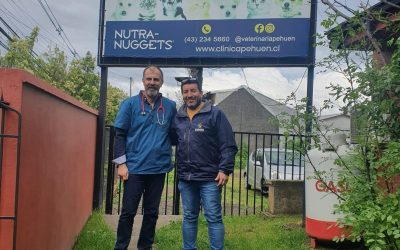 Clínica Pehuén realiza importante cooperación en servicios médicos a mascotas que son rescatadas por la Municipalidad