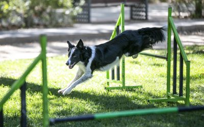 Invitan a participar de la primera Mascofest esté sábado 3 de diciembre en Los Ángeles