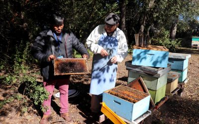 Remarcan estrecha relación entre abejas y salud de las personas