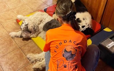 CESFAM Entre Ríos invita a ayudar animales rescatados en Día de la Solidaridad