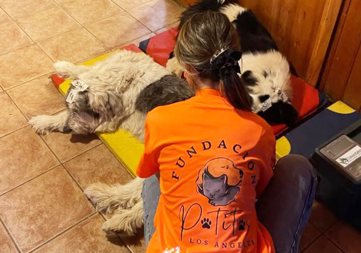 CESFAM Entre Ríos invita a ayudar animales rescatados en Día de la Solidaridad