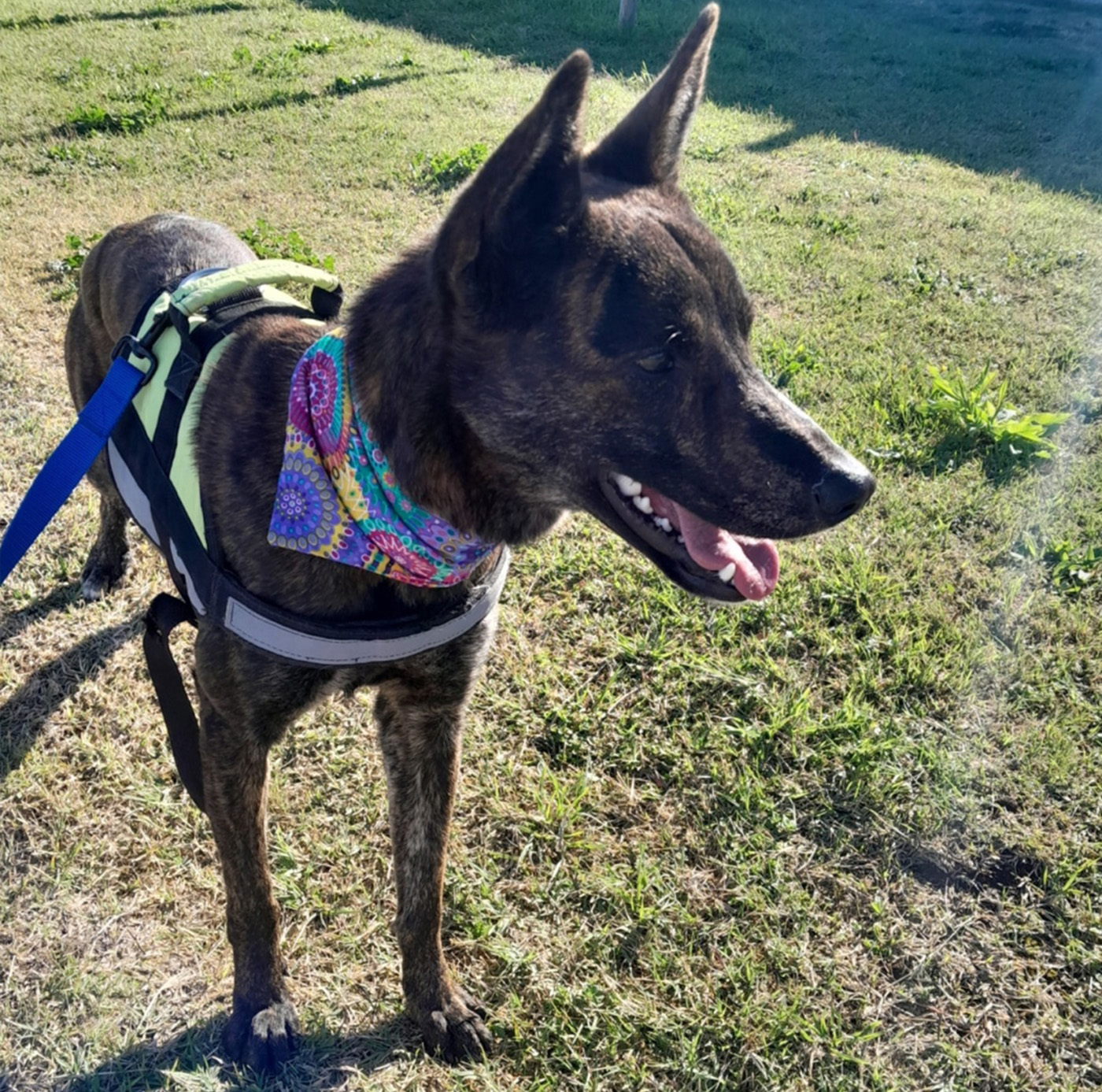 bambi--mascotas-adopta