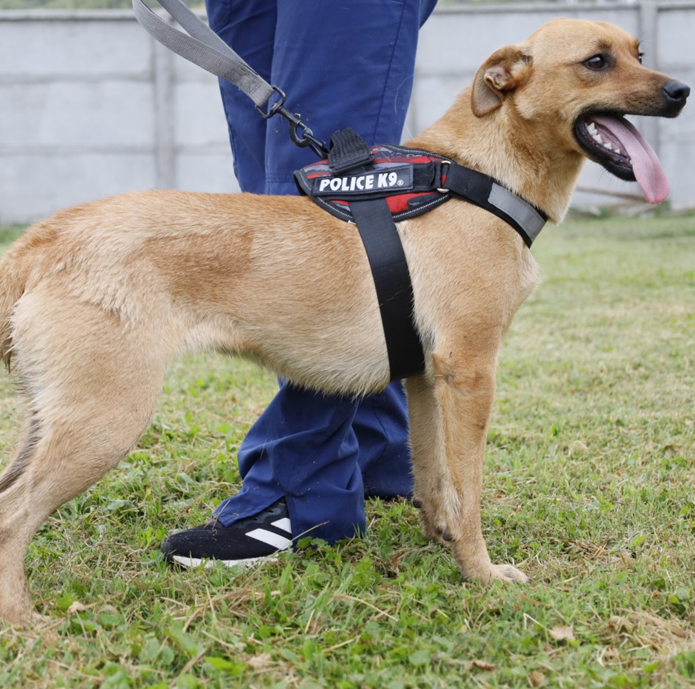 gretell--mascotas-adopta